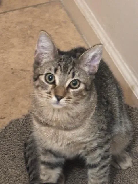 Poppy Purrsome thumbnail 2