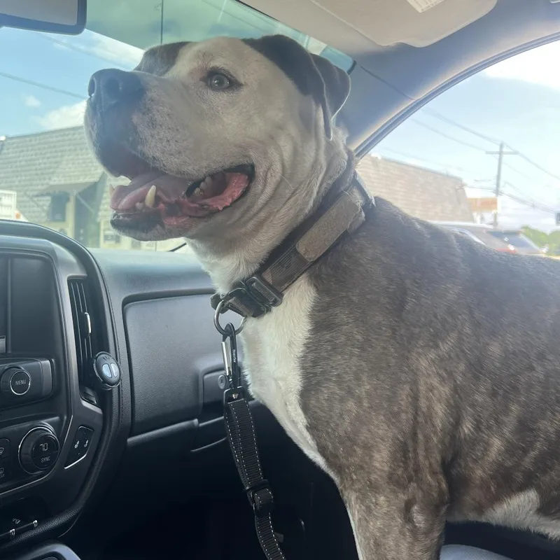 An adult large-sized male Gray / Blue / Silver Pit Bull Terrier dog named Oso for adoption in Beaumont, TX