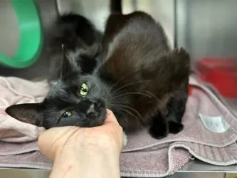 A baby small-sized female Domestic Short Hair cat named Rasha for adoption in Gainesville, FL