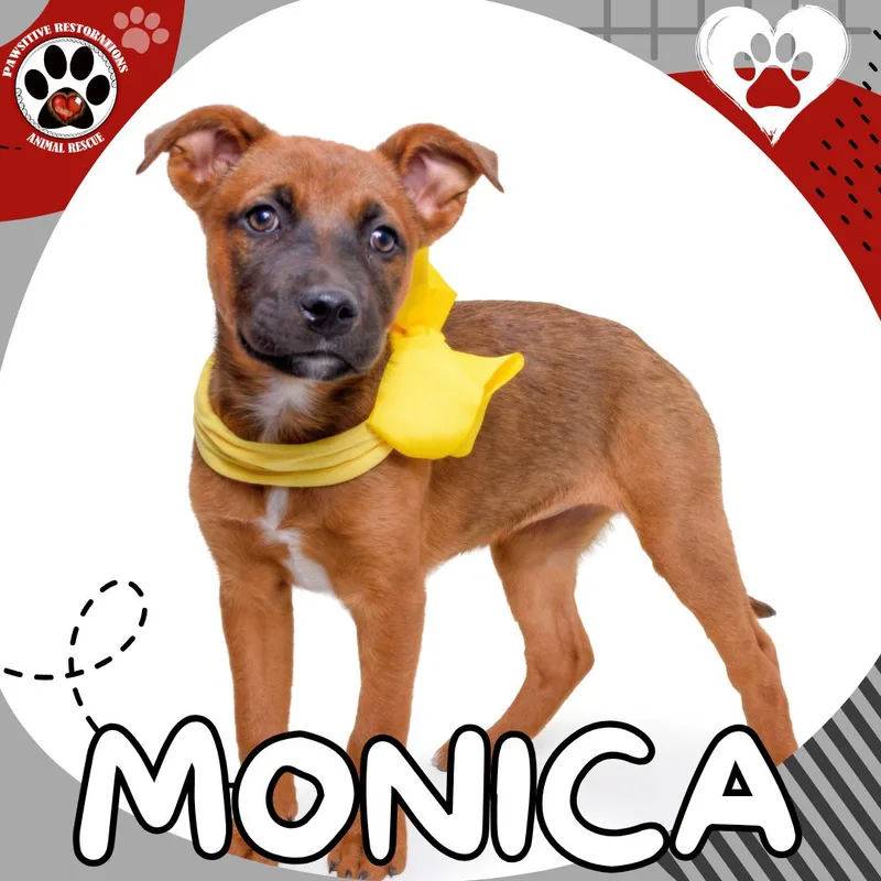 Monica thumbnail 3