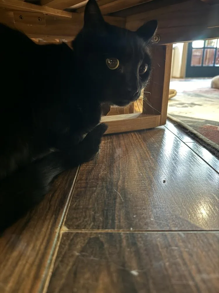A young medium-sized male Black Domestic Short Hair cat named Cosmo for adoption in Lewisburg, PA