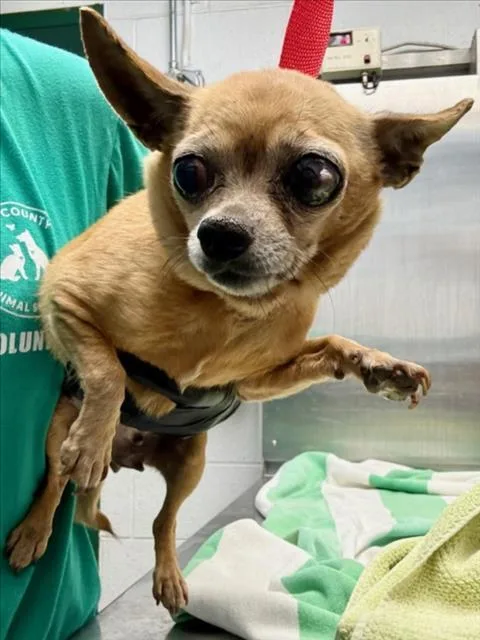 A senior small-sized female Chihuahua dog named Blondie for adoption in Woodland, CA