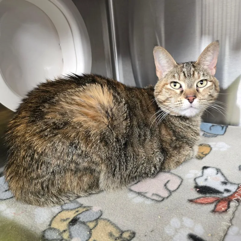 An adult medium-sized female Torbie Domestic Short Hair cat named Dutchess for adoption in Spokane, WA