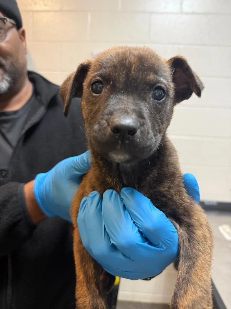 A baby small-sized male Mixed Breed dog named Tuggels for adoption in Rome, GA