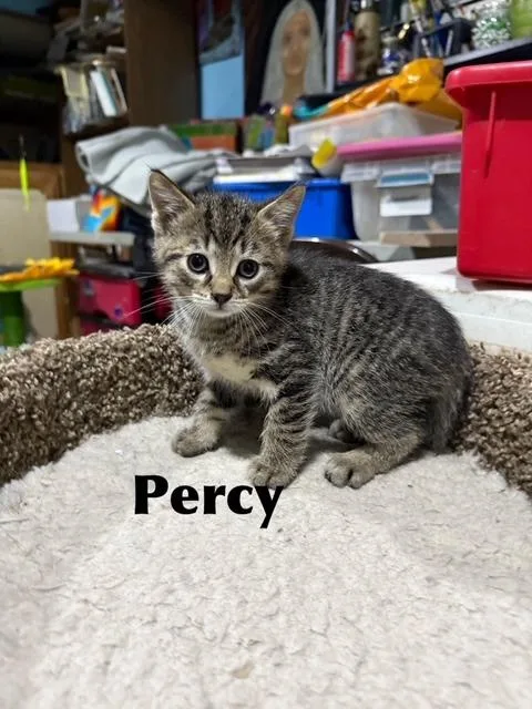 A baby medium-sized male Domestic Medium Hair cat named Percy for adoption in Libertyville, IL