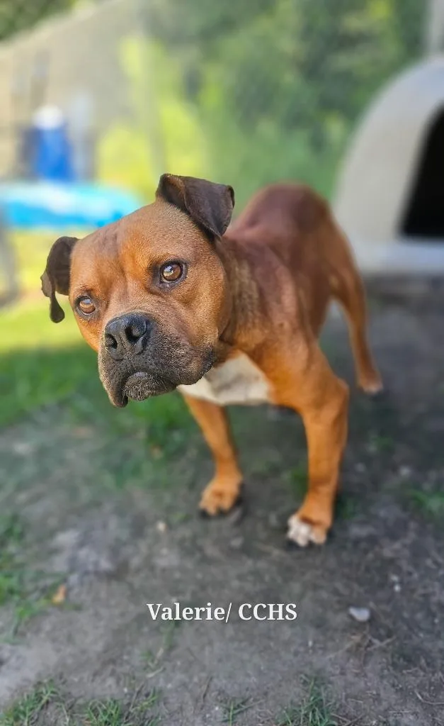 A young medium-sized female Boxer dog named Valerie for adoption in New Bern, NC