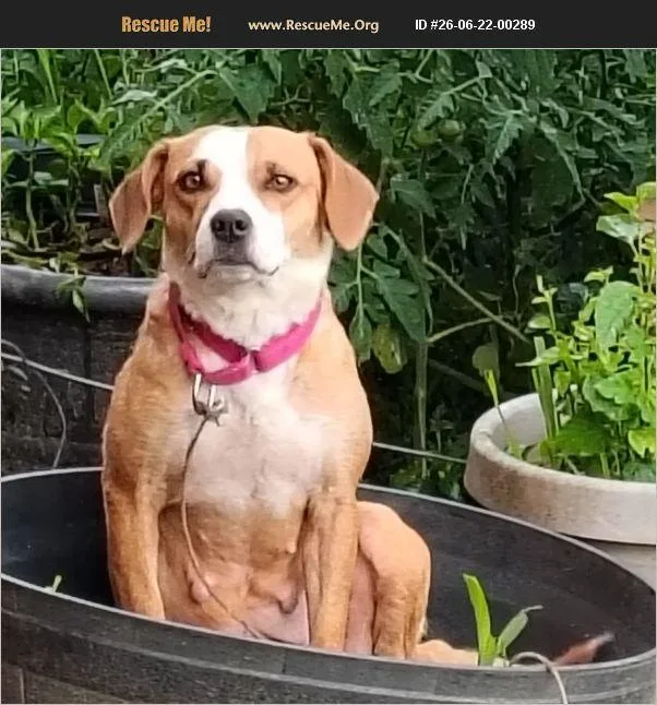 An adult medium-sized female Golden Puggle dog named Betsey for adoption in Evansville, IN