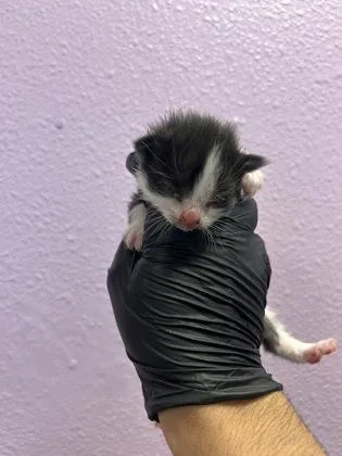 A baby small-sized female Black Domestic Short Hair cat named 61397762 for adoption in El Paso, TX