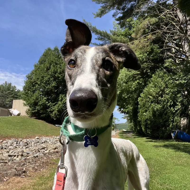 An adult large-sized male White / Cream Greyhound dog named Nando for adoption in Swanzey, NH