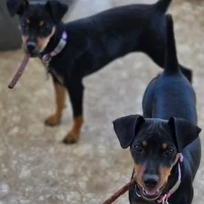A young small-sized female Bicolor Miniature Pinscher dog named Minnie for adoption in Carlsbad, CA