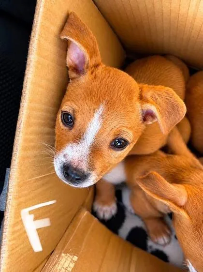 A baby medium-sized female Australian Shepherd dog named Aurora for adoption in Morton Grove, IL