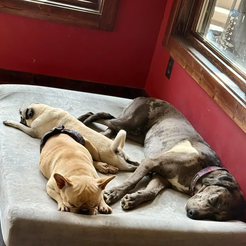 An adult small-sized male French Bulldog dog named Cody for adoption in Murphysboro, IL