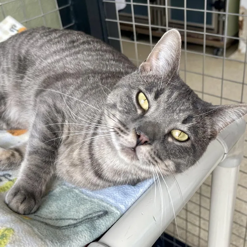 Flounder thumbnail 2