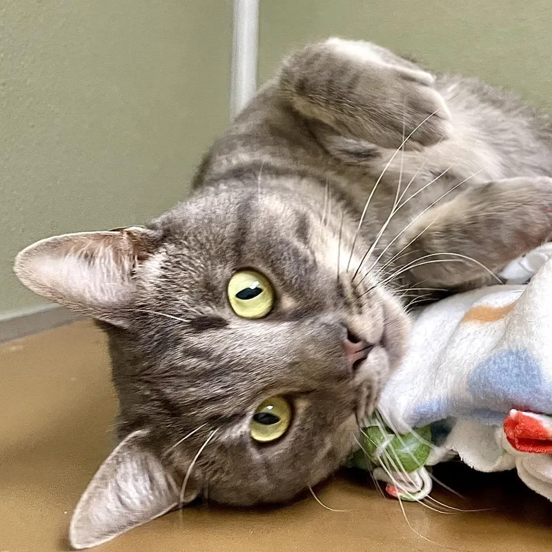 Flounder thumbnail 3