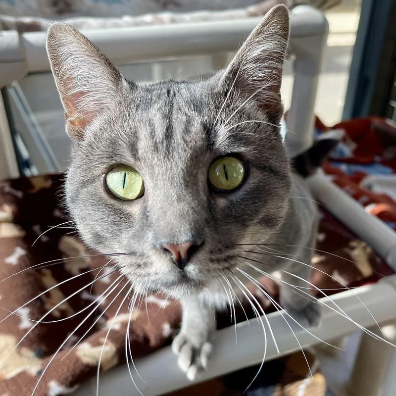 Flounder thumbnail 4