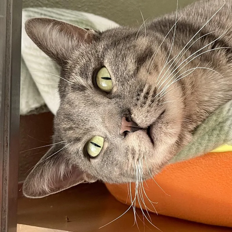 Flounder thumbnail 5