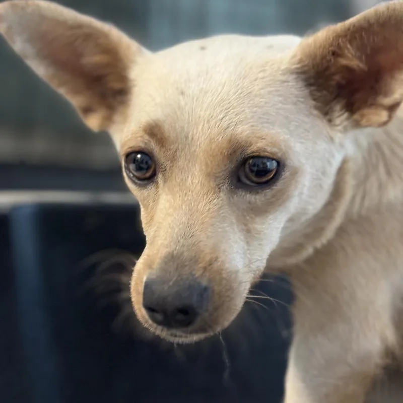 An adult small-sized female Yellow / Tan / Blond / Fawn Chihuahua dog named Meadow for adoption in Benton City, WA