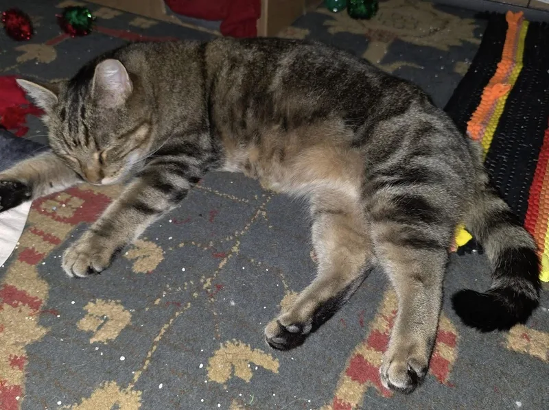 An adult medium-sized female Tabby (Brown / Chocolate) Domestic Short Hair cat named Lulu for adoption in Colorado Springs, CO