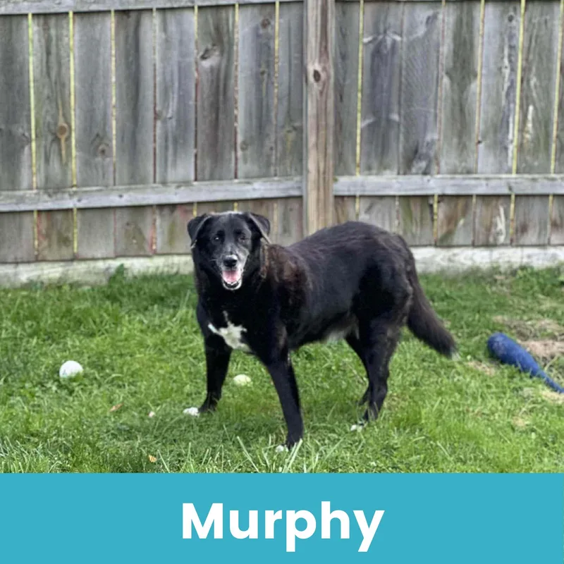 Murphy