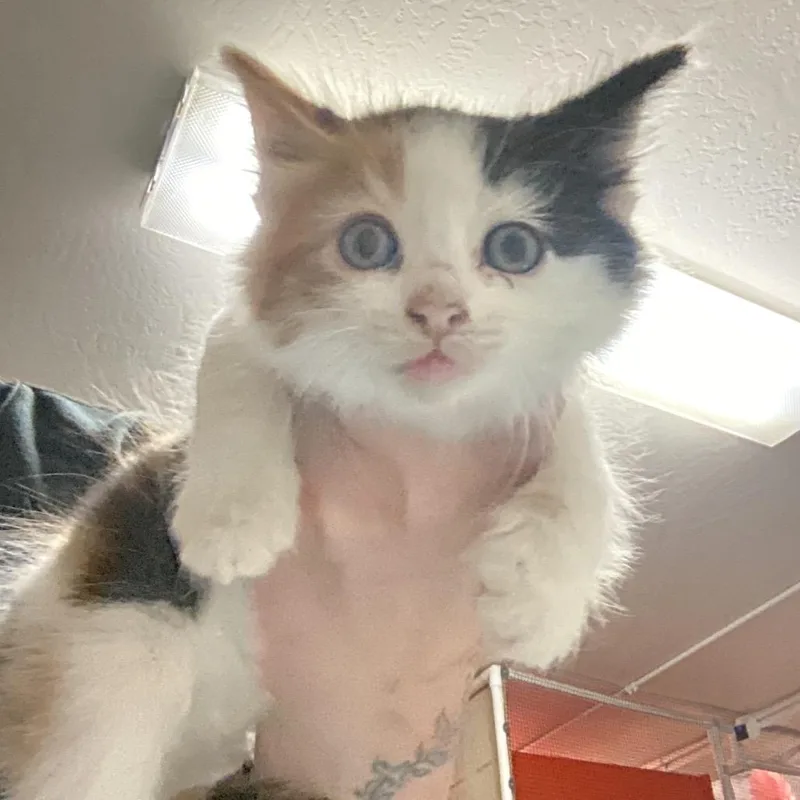 A baby small-sized female Calico Domestic Medium Hair cat named Garlic Salt for adoption in Morgan Hill, CA