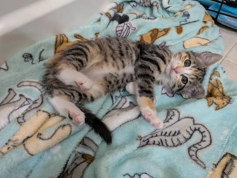 A baby small-sized female Domestic Short Hair cat named Bonita for adoption in Walla Walla, WA