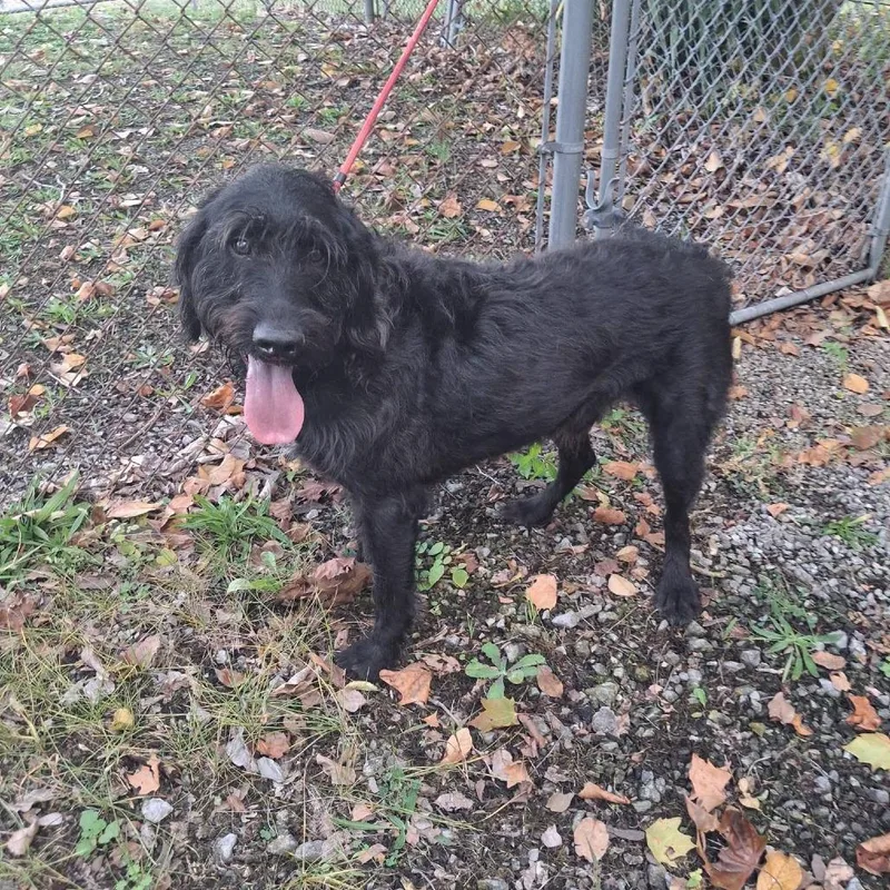 An adult large-sized male Black Standard Poodle dog named Ollie for adoption in Martinsburg, WV