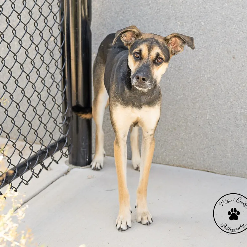 A young medium-sized female Hound dog named Ember for adoption in Abilene, TX