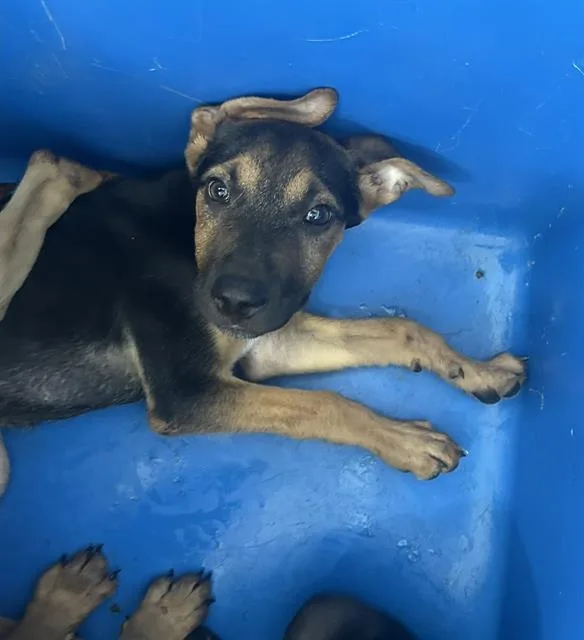 A baby large-sized female Mixed Breed dog named June for adoption in Dallas, TX