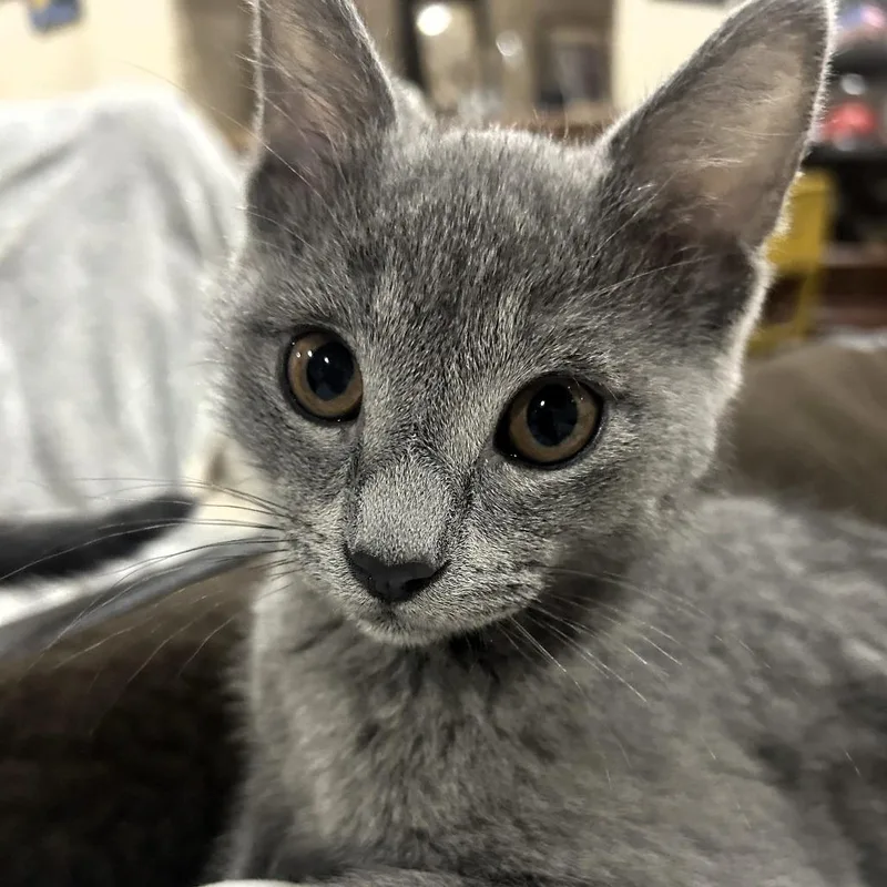 A baby small-sized male Gray / Blue / Silver Domestic Short Hair cat named Peanut Butter for adoption in Shawnee, KS