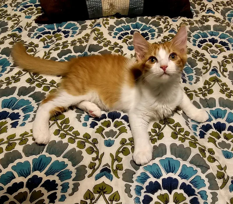 A baby small-sized male Tabby (Orange / Red) Tabby cat named Kato Alani for adoption in Chandler, AZ