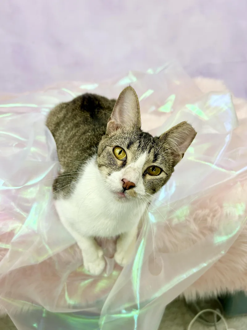 Jellyfish thumbnail 2