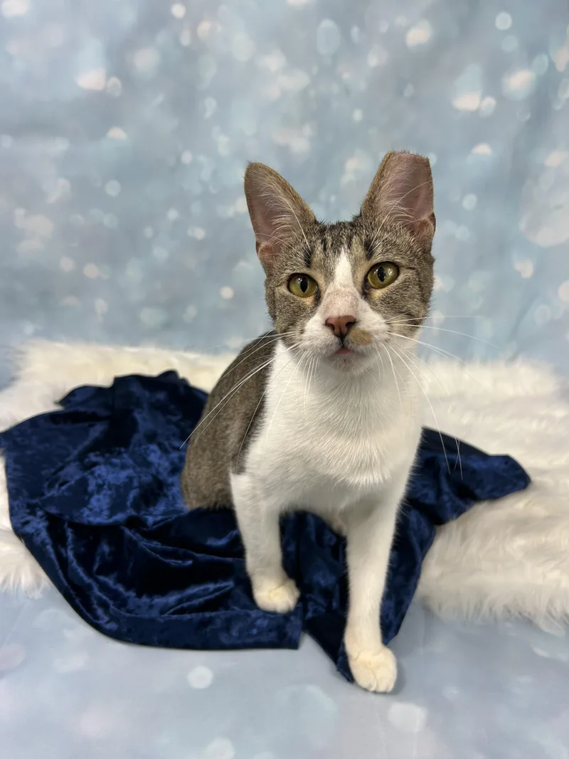 Jellyfish thumbnail 4