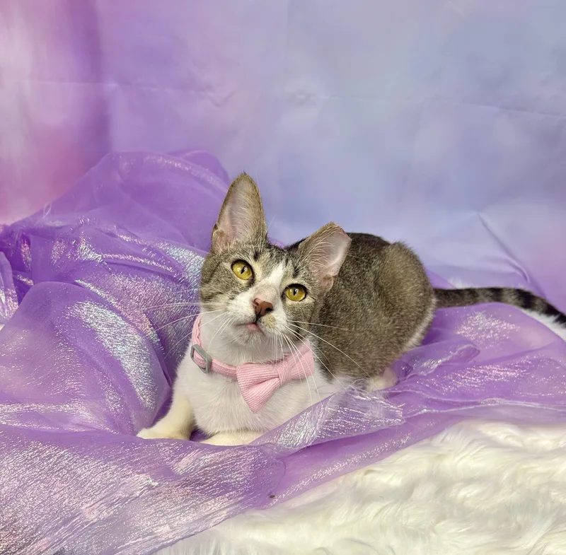 Jellyfish thumbnail 5