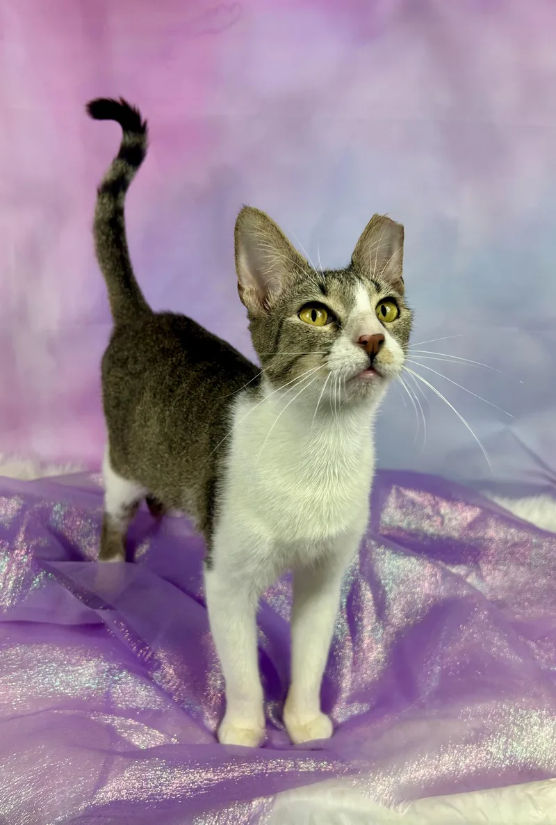 Jellyfish thumbnail 6