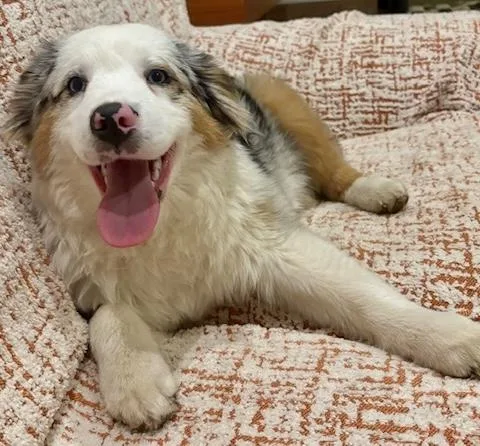 A young medium-sized female Black Australian Shepherd dog named Coconut for adoption in Tinley Park, IL