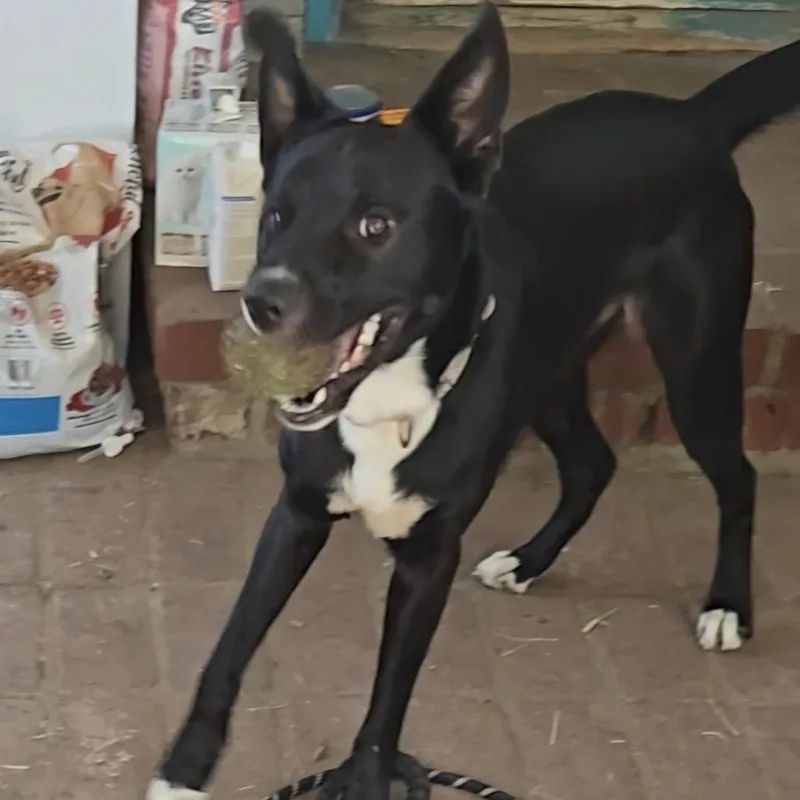 A young medium-sized male Black Mixed Breed dog named Bentley for adoption in Midland, TX