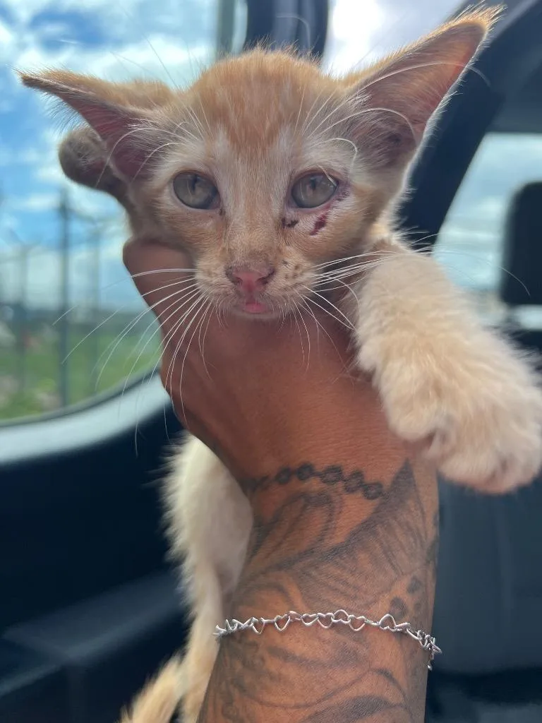 A baby small-sized female Domestic Short Hair cat named Jesse for adoption in Rockport, TX