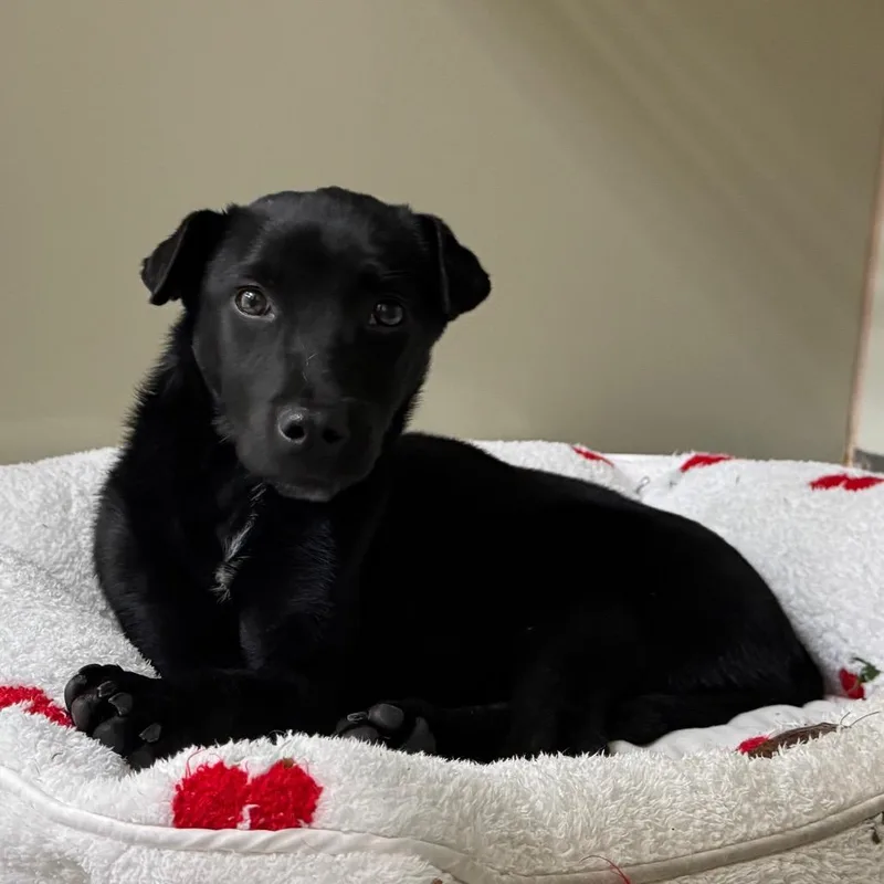A young small-sized female Black Terrier dog named Iepastray for adoption in Upland, CA