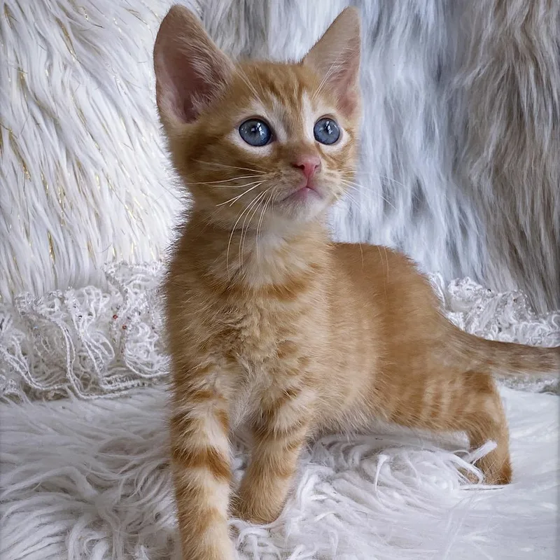 A baby small-sized male Orange / Red Domestic Short Hair cat named Pumpkin for adoption in Huntsville, AL