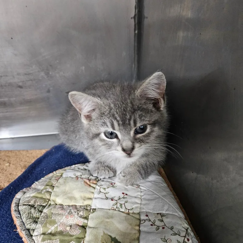 A baby small-sized female Gray / Blue / Silver Domestic Short Hair cat named Cosmo for adoption in Pasadena , MD