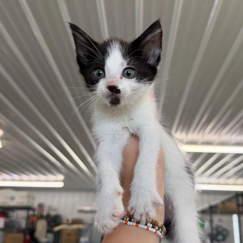 A baby small-sized female Black Domestic Medium Hair cat named Quinella for adoption in Spanish Fork, UT