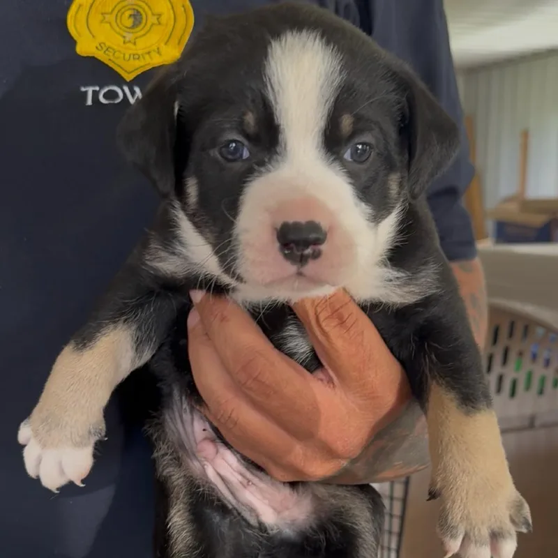 A baby small-sized male Black Pit Bull Terrier dog named Bohsse for adoption in Detroit Lakes, MN