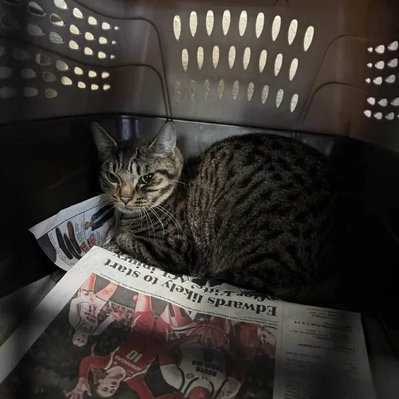 An adult medium-sized male Gray / Blue / Silver Domestic Short Hair cat named Zee for adoption in Columbus, NC