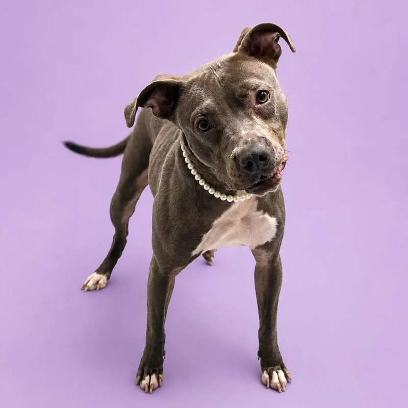 A young medium-sized female Gray / Blue / Silver Pit Bull Terrier dog named Olive for adoption in Concord, NC