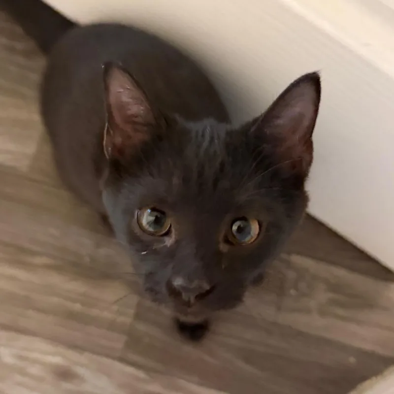 A baby small-sized female Black Domestic Short Hair cat named Miss Pink for adoption in Georgetown, KY