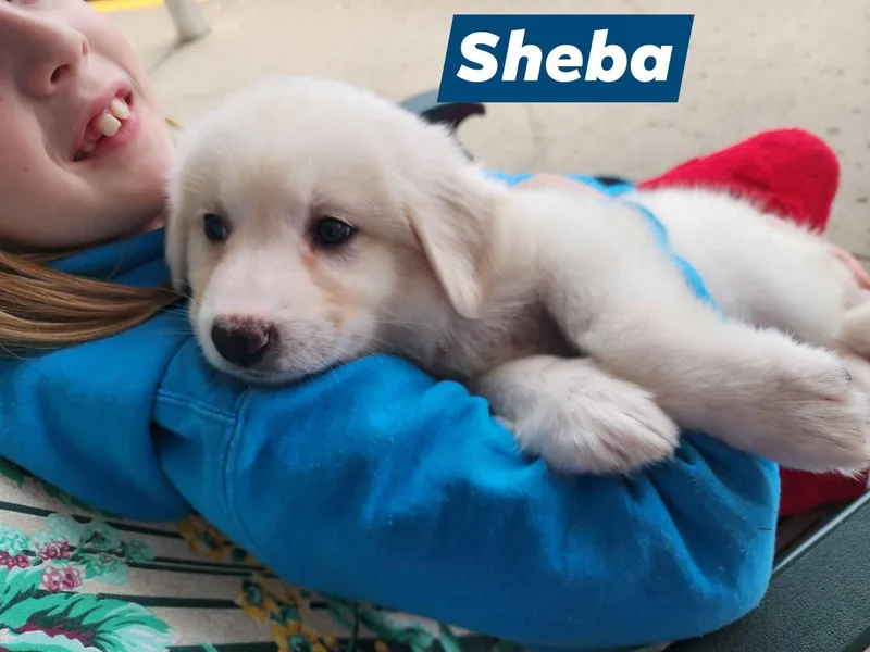 Sheba