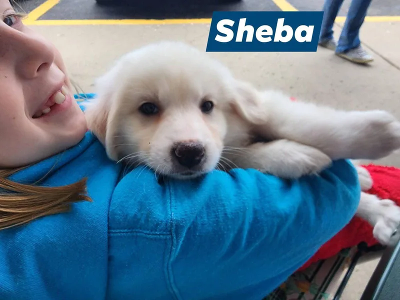 Sheba thumbnail 3