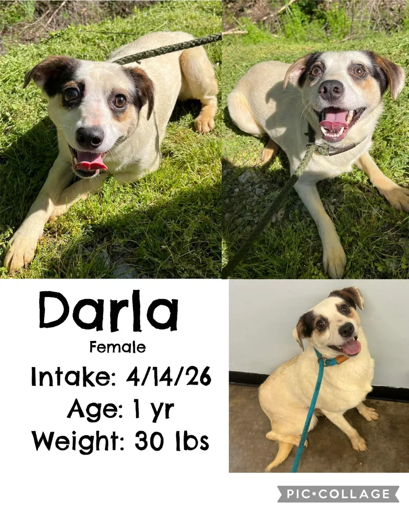 Darla