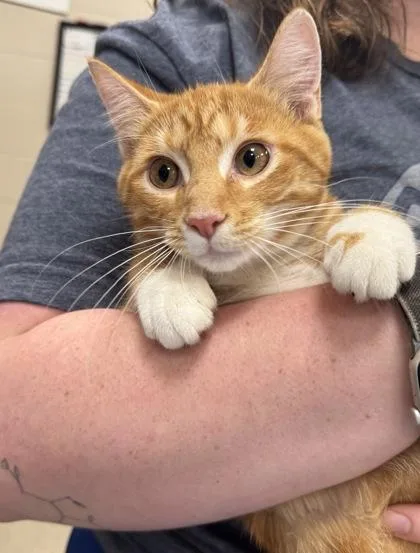 A baby small-sized female Domestic Short Hair cat named Hutchie for adoption in Fishers, IN
