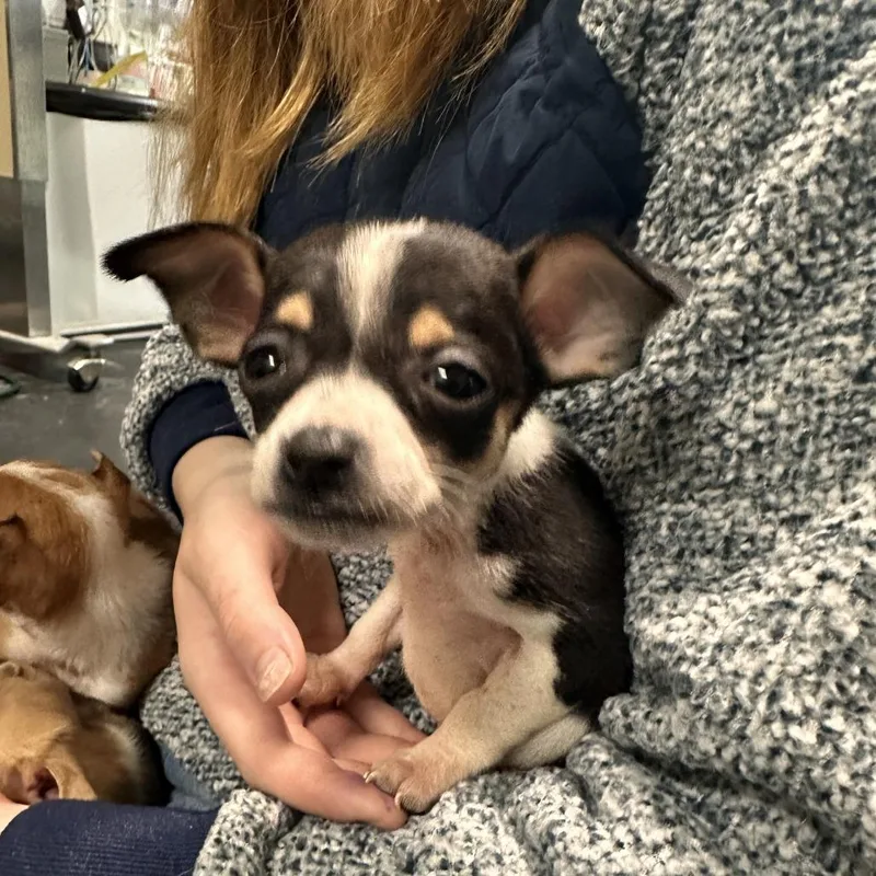 A baby small-sized male Black Chihuahua dog named Acorn for adoption in Enfield, NH
